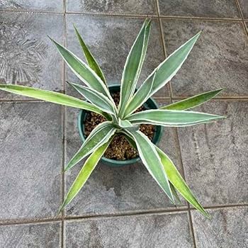 MOKI★ハクセンコウ特大 ブラックチェーン FO チタノタ 検（agave FO 076 チタノータ