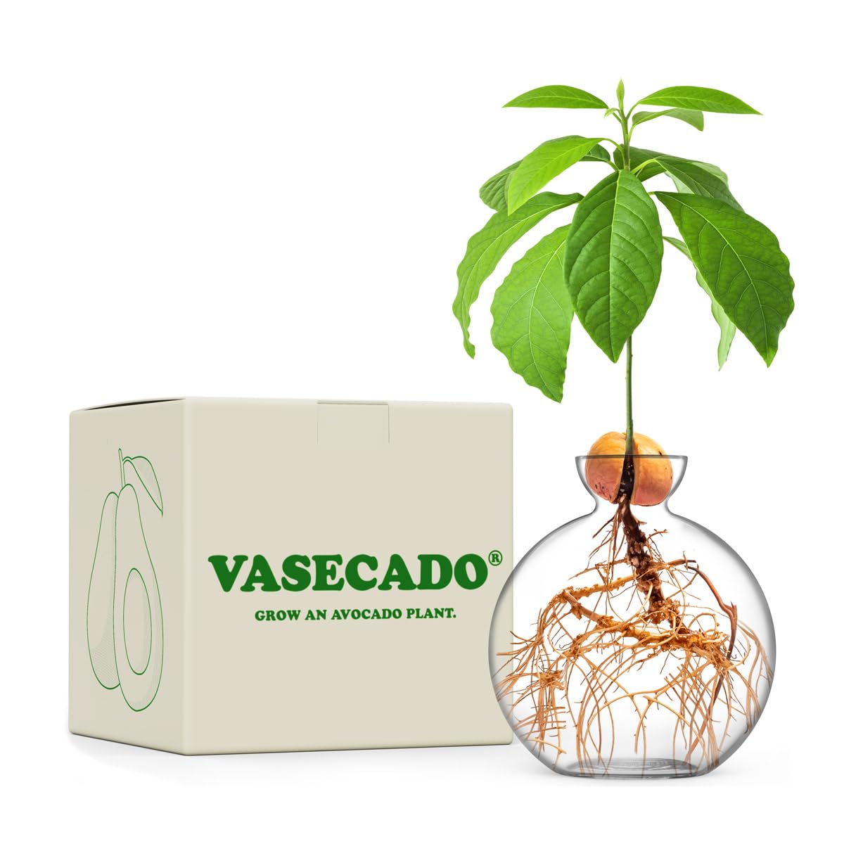 Vasecado Avocado Clear Avocado Seed Vase, Hand-Blown Glass Propagation Vessel For Growing Avocados Plants, Unique Starter Gift For Plant Lovers
