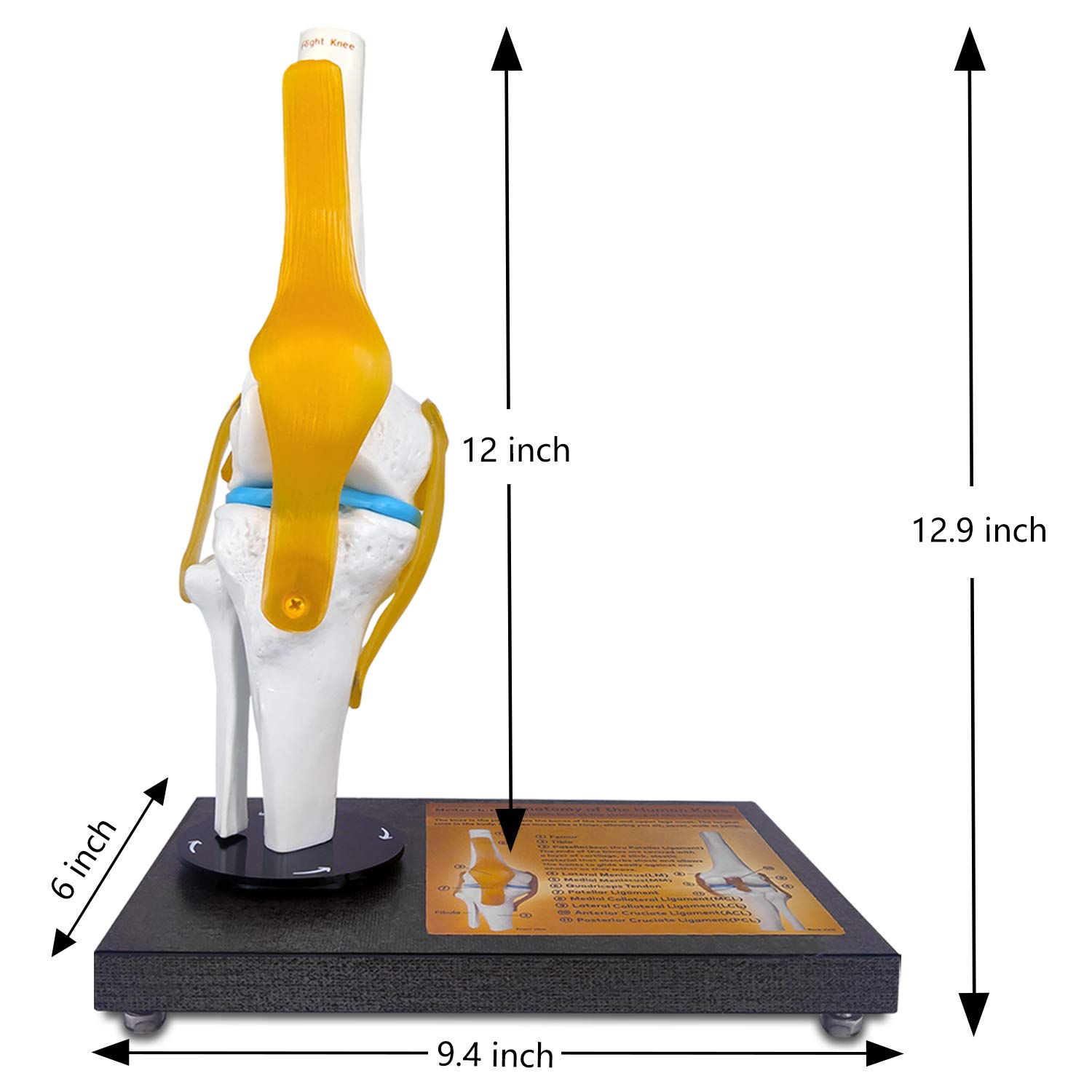 360° Rotatable Human Knee Joint Model with Ligaments Anatomical