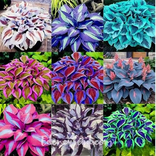 100Pcs Mixed Hosta Plant Seeds
