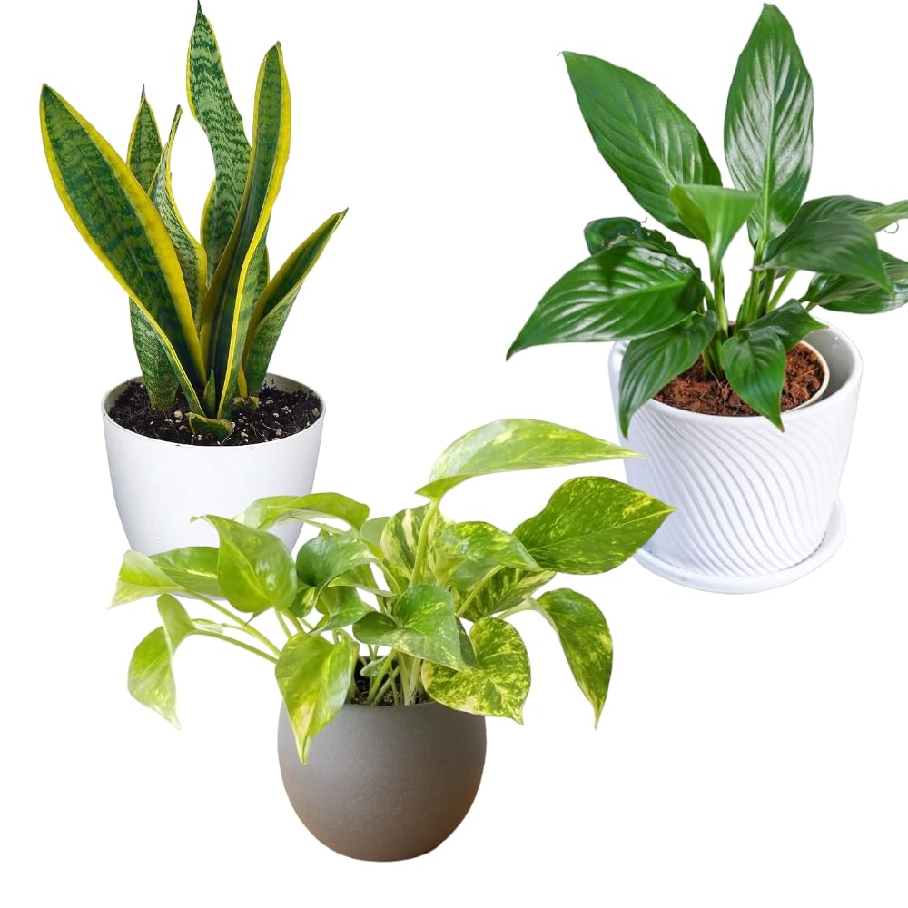 Peace lily,Money N'Joy,Sansevieria Golden Hahnii Snake Combo of 3 Air purifying plants for bedroom | Live Plants | Plants for Home Decor |-image-16