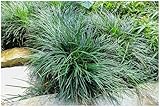 1 x Ophiopogon japonicus (Ziergras/Staude/Winterhart/Mehrjährig/Bodendecker/Immergrün) Japanischer Schlangenbart - Ein grünes Highlight für Beete und Wege - Japangarten - von Stauden Gänge