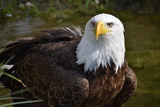Yingxin34 1000 Pieces Jigsaw Puzzles, Bald Eagle Puzzles 1000 Piece for Adults Kids Landscape Puzzle Fun Challenging Puzzle Game Collection Toy Gift Home Art Decor-70x50cm