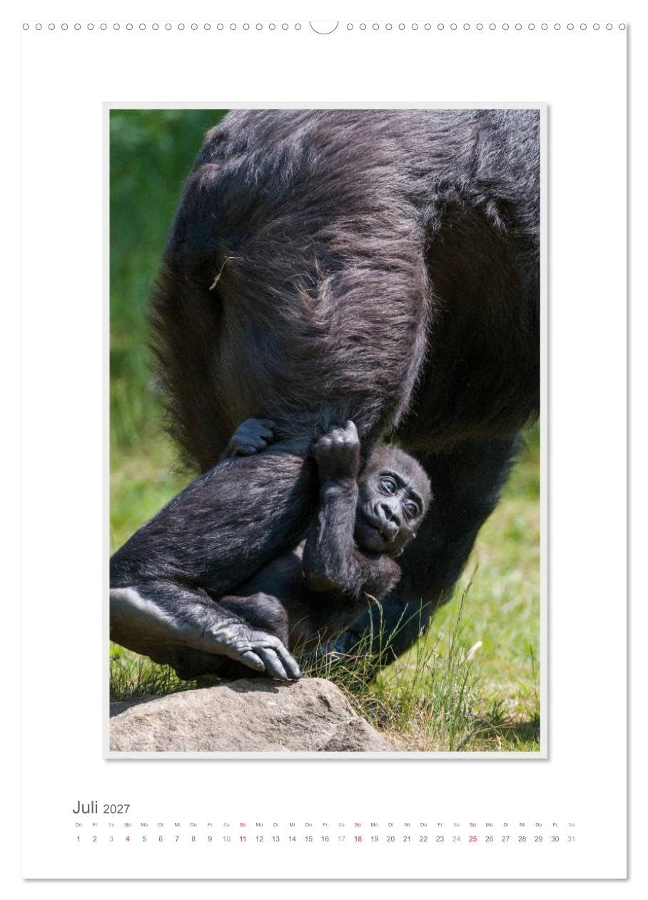 CALVENDO - Emotionale Momente: Aus dem Leben der Familie Gorilla. (hochwertiger Premium Wandkalender 2027 DIN A2 hoch), Kunstdruck in Hochglanz: Zauberhafte Bilder von unserem nächsten Verwandten. Gor