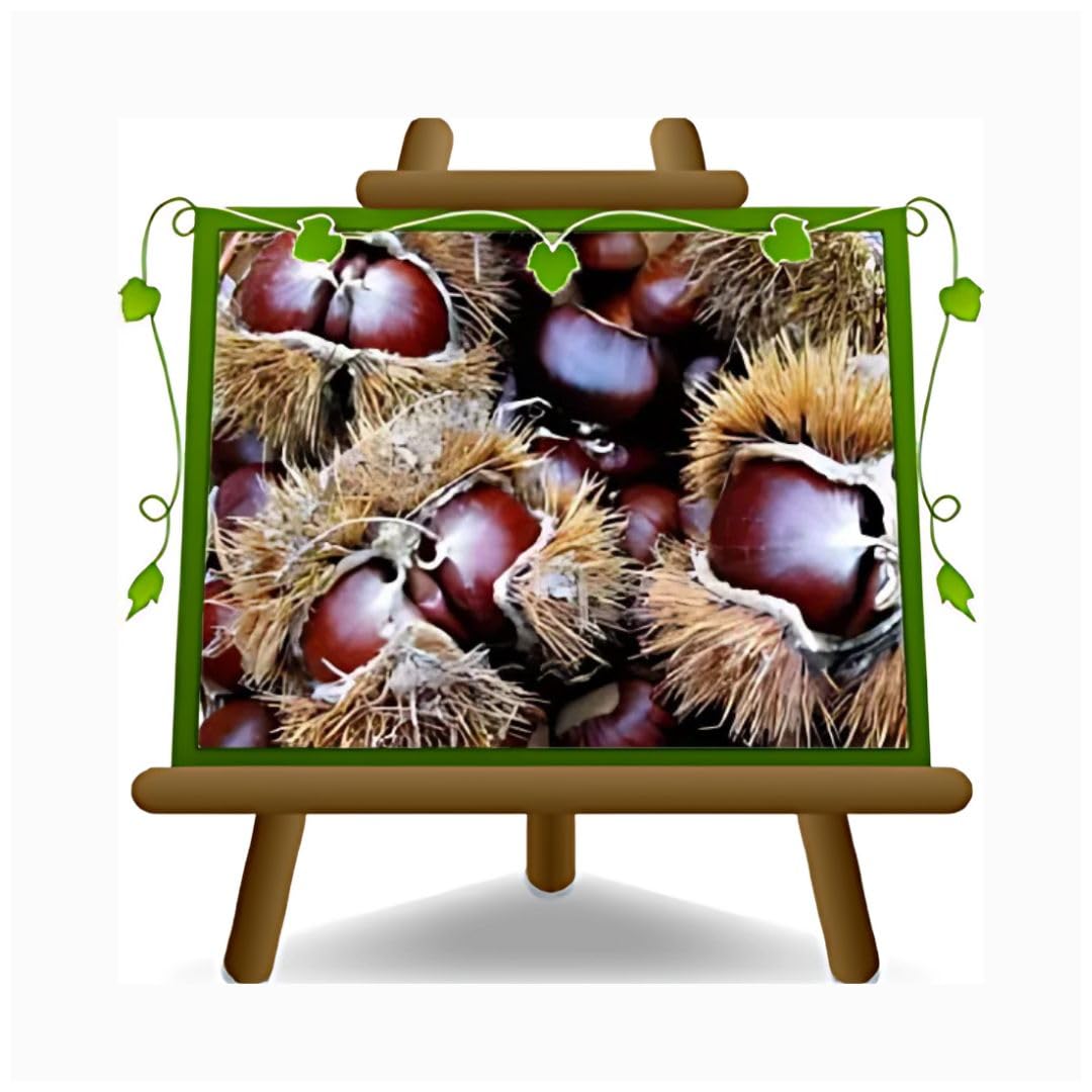 EURO PLANTS Bouche de Betizac Pianta da Frutto di Marroni Vaso 20x26 cm