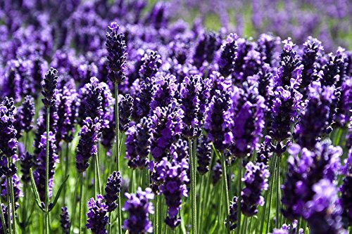 Creative Farmer Herb Seeds Home Depot - Shrub-Like Perennials Lavender Kitchen Garden Pack (B0753KHKJL) Amazon Price History, Amazon Price Tracker