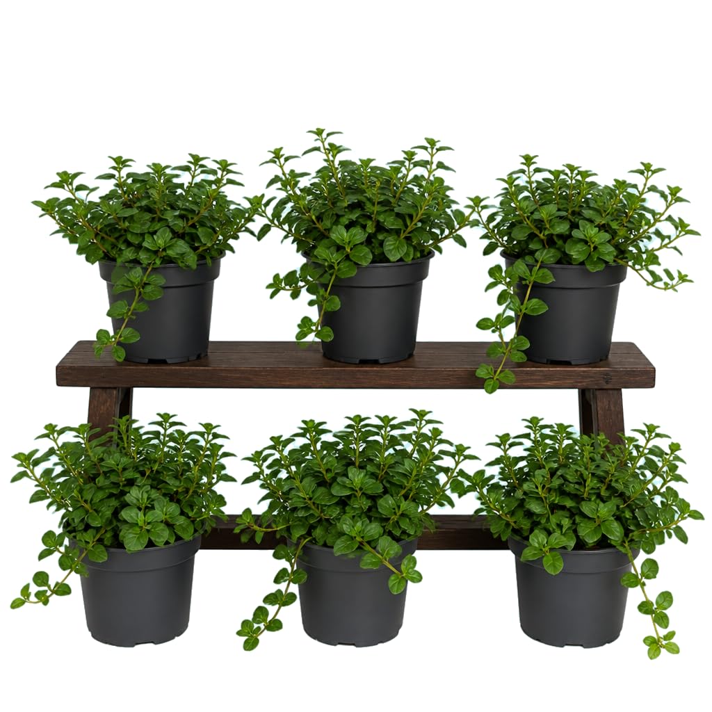 Menta Inglesa Mentha Piperita | Pack de 6 Unidades | 25-30 cm de Altura | para Cocina y Terraza | DECOALIVE