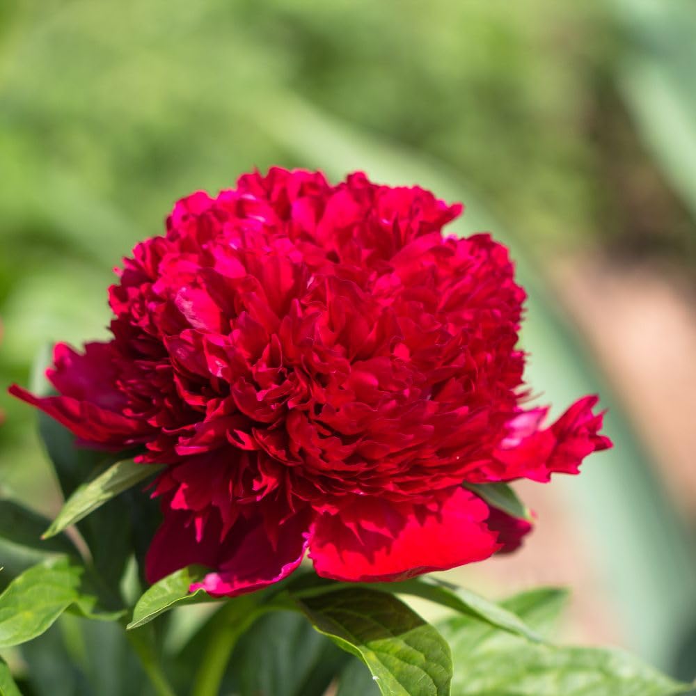 Tree Peony 'Red' | Large Double Red Flowering Shrub | Fragrant Spring Blooms | Hardy Peony Plant for Garden Borders & Containers | Low Maintenance Ornamental Shrub 12cm Pot x2 by Thompson & Morgan