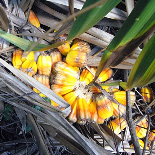 Pandanus utilis How to grow & care