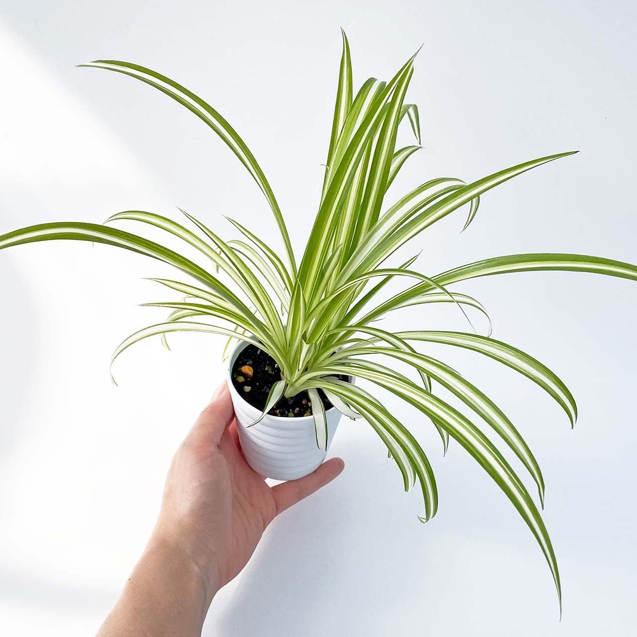 Amazon Co Jp Ina工藝 観葉植物 おしゃれ 小さめ ミニ観葉 オリヅルラン 折鶴蘭 3号 本物 鉢植え 室内 風水 プレゼント ギフト グリーンインテリア 植物 育てやすい Diy 工具 ガーデン