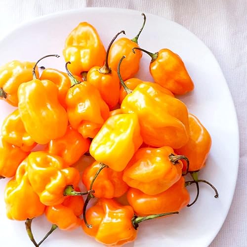 Miniatura 5 de Mitch's Wai Ehu - Agua de chile prémium - Salsa picante hawaiana - CALIENTE (12 onzas)