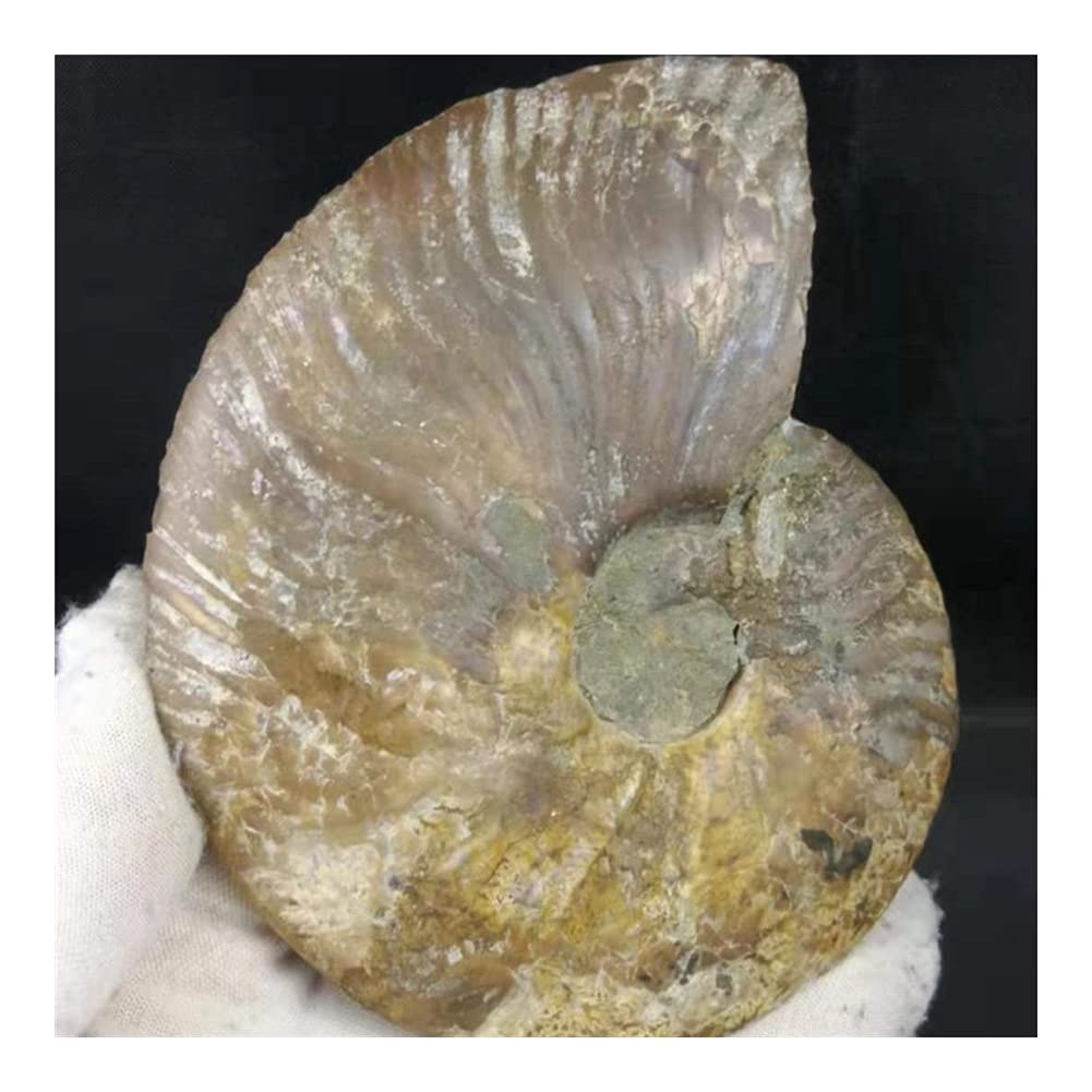 EIN Paar große schillernde Muscheln Madagaskar, Natursteine ​​und Mineralien, Proben, Ausstellungsstücke, Einrichtungsgegenstände, Kunsthandwerk (Größe: EIN Set mit 250–300 g) ERTEYIN (Size : A Set o