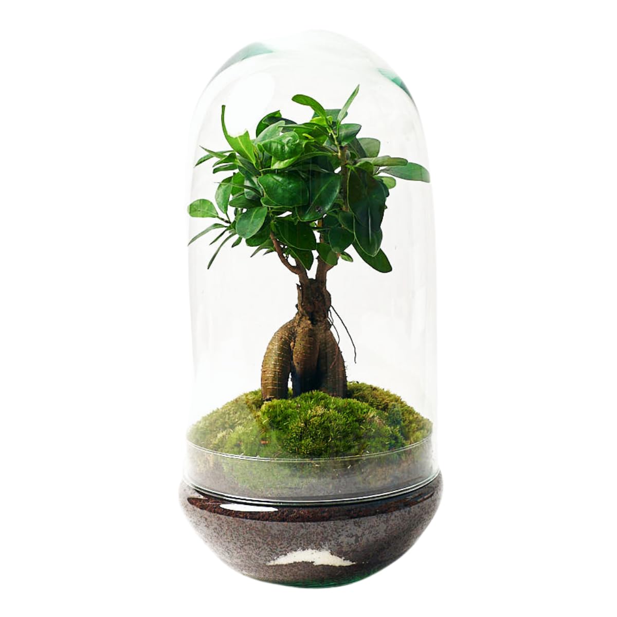 Terrario Plantas Cristal - Cúpula con Ficus Ginseng | Jardin Eterno en Cristal o Ecosistema Cerrado | Ideal para Decoración Hogar | Terrarios Autónomos | Grande, 36 cm x 19 cm