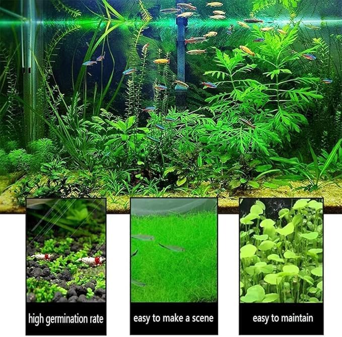 Aquatic Plant Seeds for Live Aquarium Plants, 4 Types Fast-Growing Aquatic Plants Seeds, High Germination Rate Live Plants for Aquarium, Fish Tank Landscaping Aquatic Weed Seeds — view 5