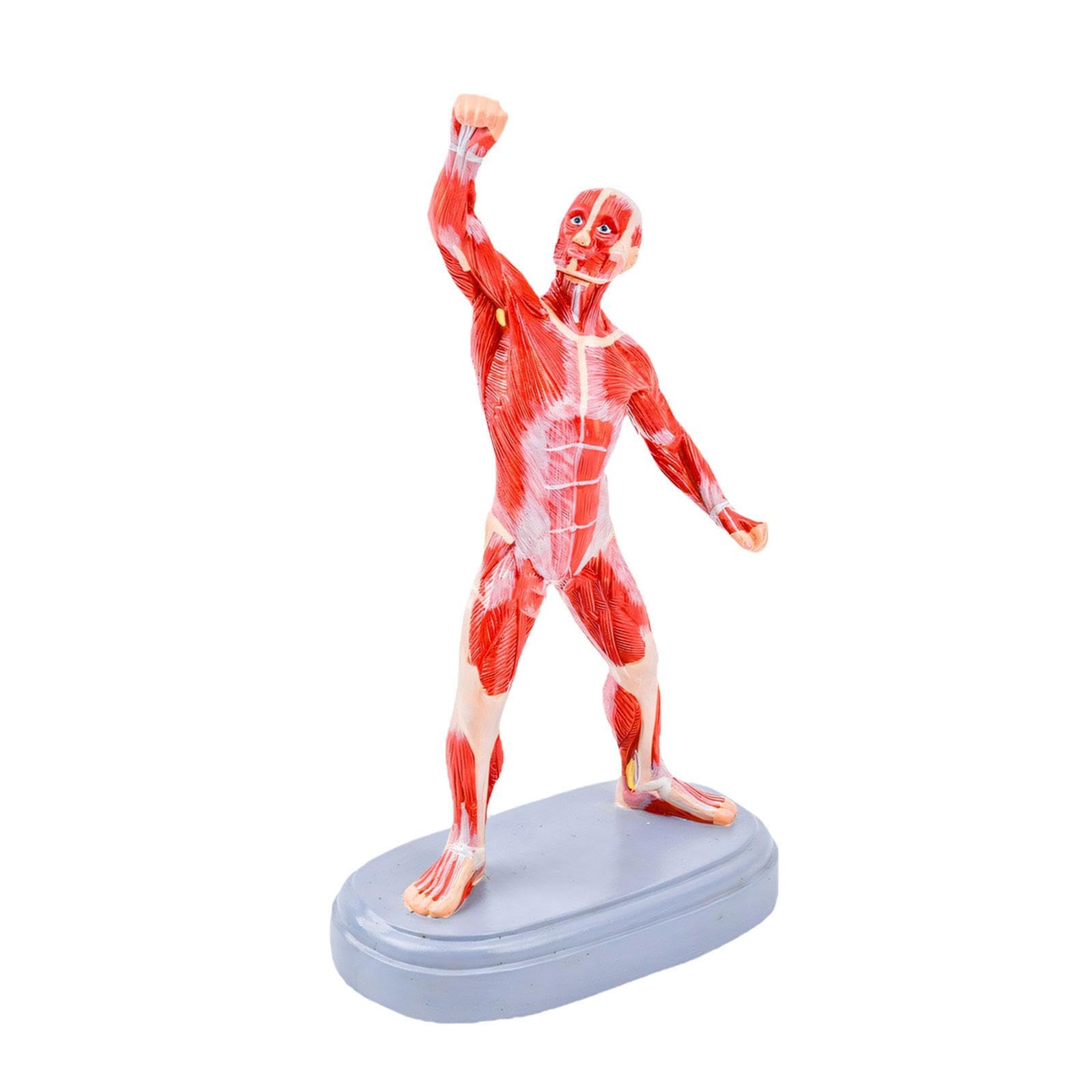 Ljmyy Portable Realistic Human Muscle Anatomy Model Anatomical Muscle Structure Model For Artists Nursing Students Learning