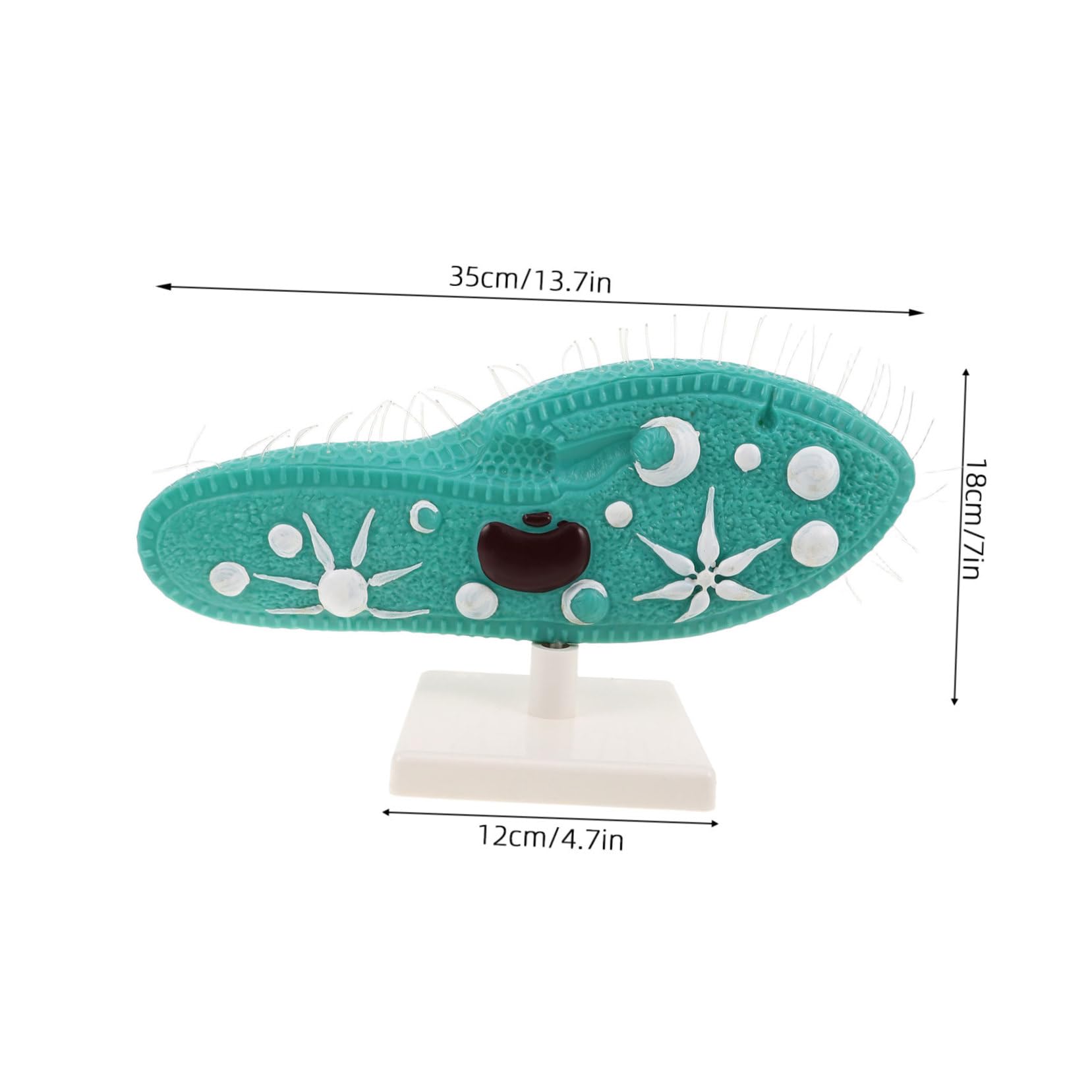 Biologie Unterrichtshilfe Protozoenmodell mit Stabilem PVC Standfuß und Detailliertem Ziliendesign für Biologieunterricht in Mittelstufe