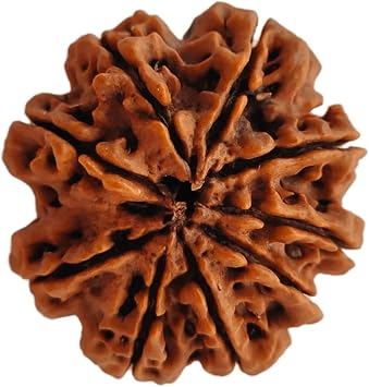 NAISHA Himalayan 9 Mukhi Rudraksha Bead, 100% Certified & Original Nine- Faced Rudraksha Seed Necklace, Rudraksha Bead Pooja/Prayer/Meditation