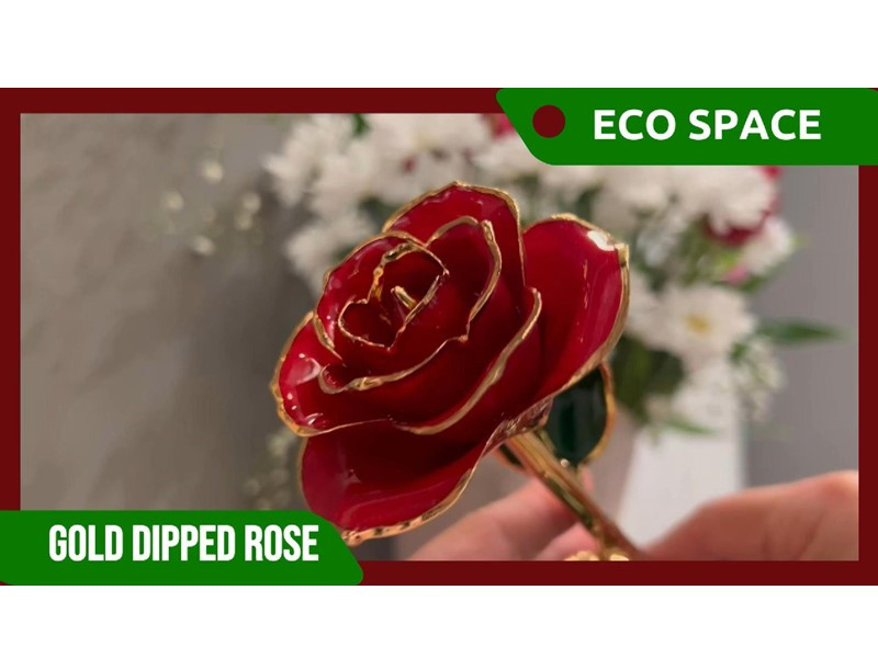 Gold Dipped Rose - Hand-Dipped Real 24K Gold Rose - Genuine One of a Kind - Eternal Romantic Present for Her - Perfect for Valentines, Mother's Day, Anniversary, Birthday (Red)