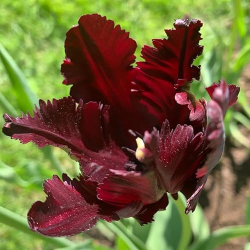 Miniatura 7 de 10 bulbos de tulipán para plantar en otoño a granel, bulbos de tulipán grandes (loro negro)