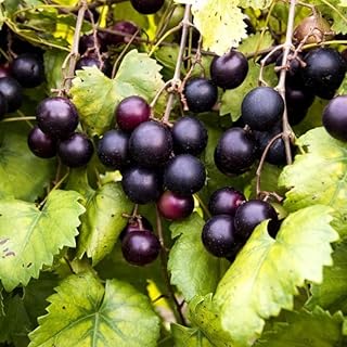 10 Pond Gazebo Ideas for Peaceful Garden Views 65 3 Muscadine Grape Vines - 3-6