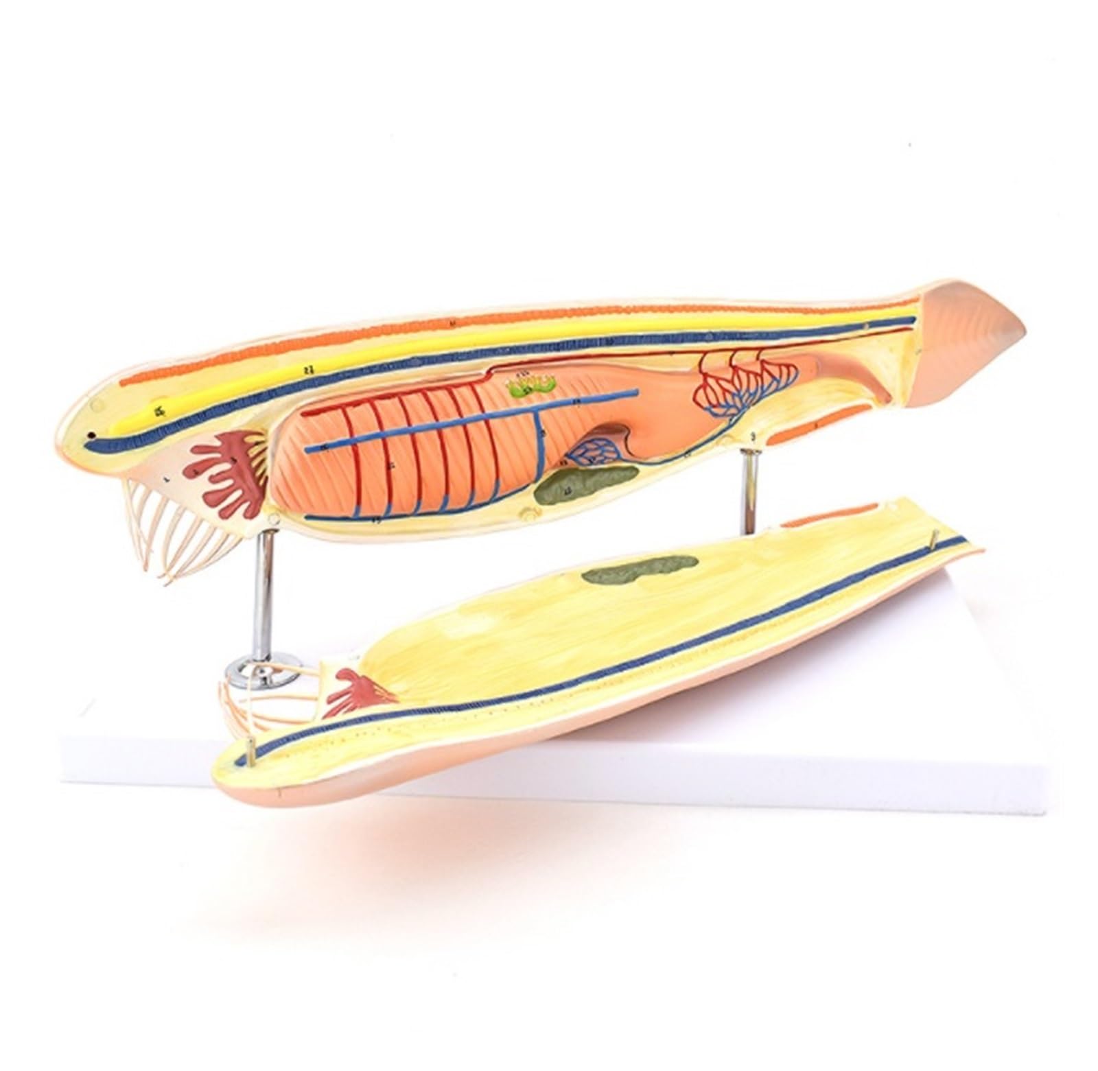 Modèles Anatomiques Modèle D'amphioxus, D'enseignement De L'anatomie Biologique Marine Animaux