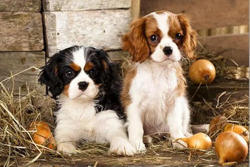 1000 ピース 2 匹の犬の木製パズル ジグソーパズル 大人の知育玩具