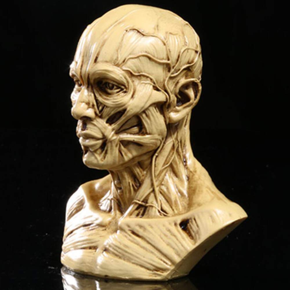 Modello Umano Anatomia Scientifica Cranio Testa Muscolo Osso Arte Medica Modello di Disegno Medico per La Scuola