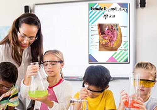 Miniatura 4 de JMM Industries Sistema Reproductivo Femenino Poster Cita Motivacional Educativa Inspiración Escuela Primaria Escuela en Casa 12 Pulgadas por 18
