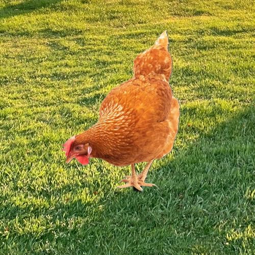 Poule statue cour extérieure acrylique de 27cm décor jardin - 5