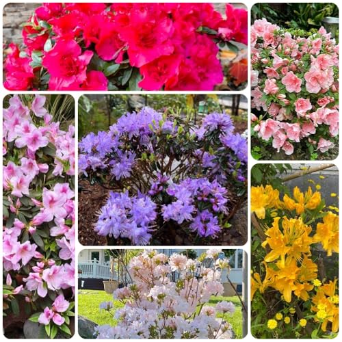 semillas de rododendro, semillas de azalea, exóticas de jardín orgánicas 100pcs