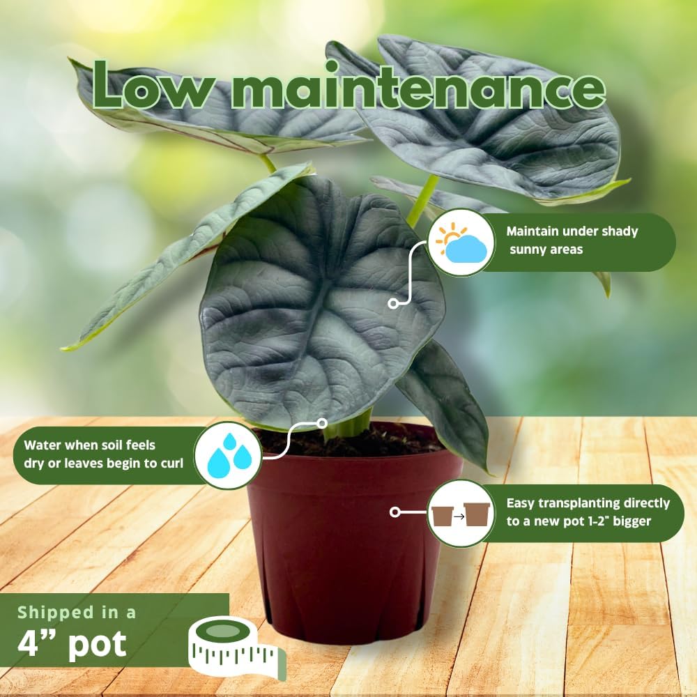 Alocasia Silver Dragon, Super Rare Jewel Alocasia, in 4 inch Pot, Alocasia baginda
