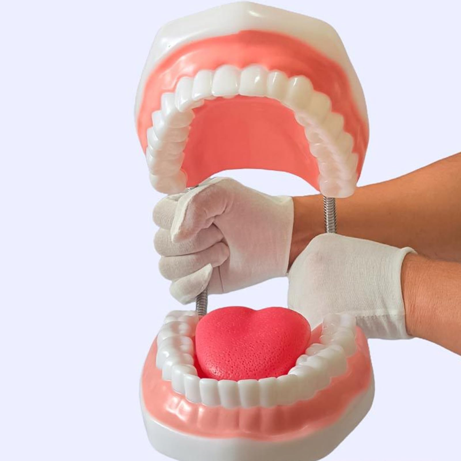 Zahnmodell mit abnehmbarer Zunge, vergrößerte Zähne, Zunge, anatomisches Modell, pädagogische Lehr Requisiten, anatomisches Lehrmittel