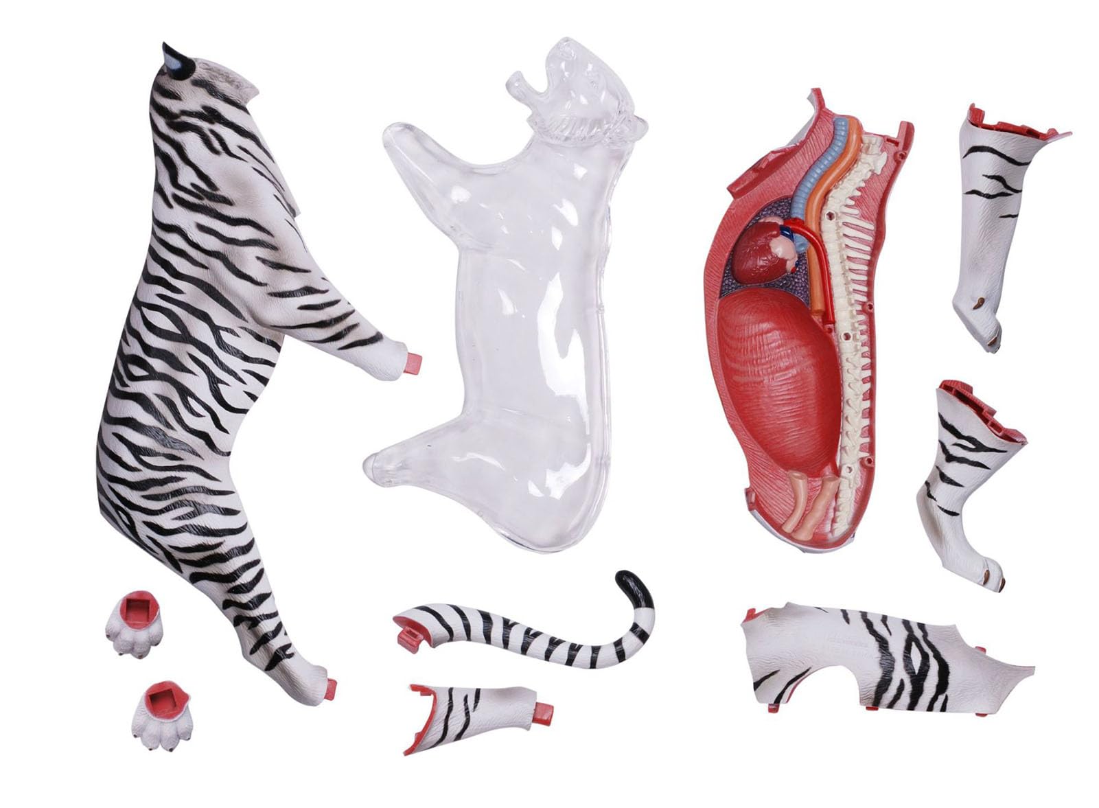 Model anatomiczny tygrysa 4D Vision z 28 w pełni odłączalnymi organami i częściami ciała, trójwymiarowy model anatomiczny białego tygrysa, model okazu szkieletu