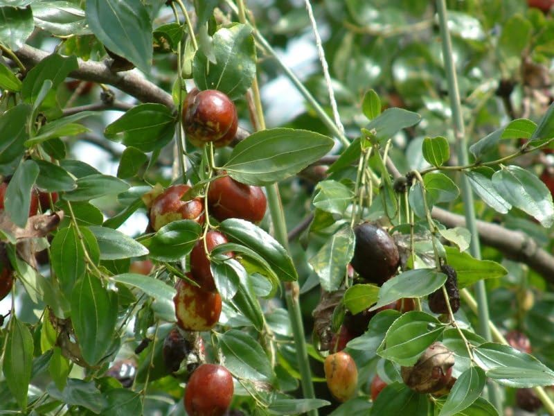 Amazon.co.jp: ナツメの木（なつめ）12cmポット苗1年生 : DIY・工具