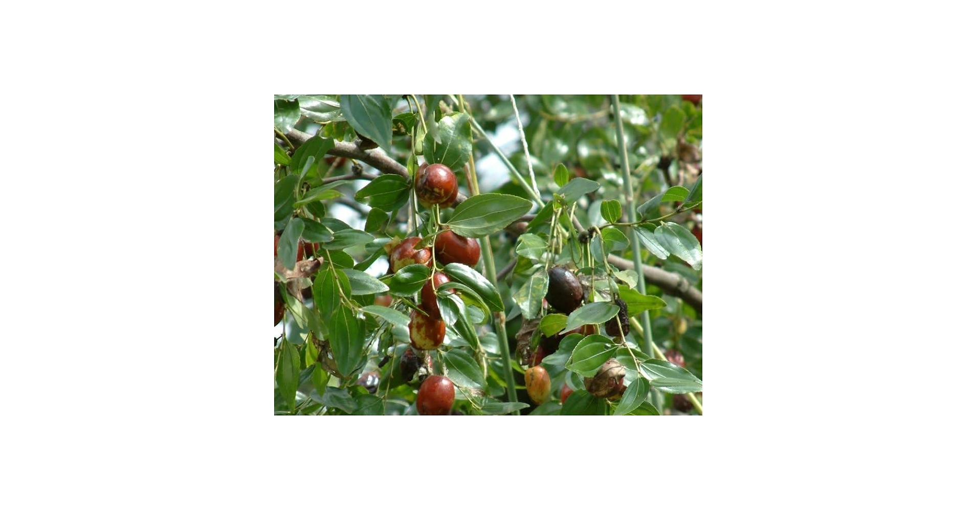 【user_089a169c様ご注文苗】その１ Amazon.co.jp: ナツメの木（なつめ）12cmポット苗1年生 : DIY