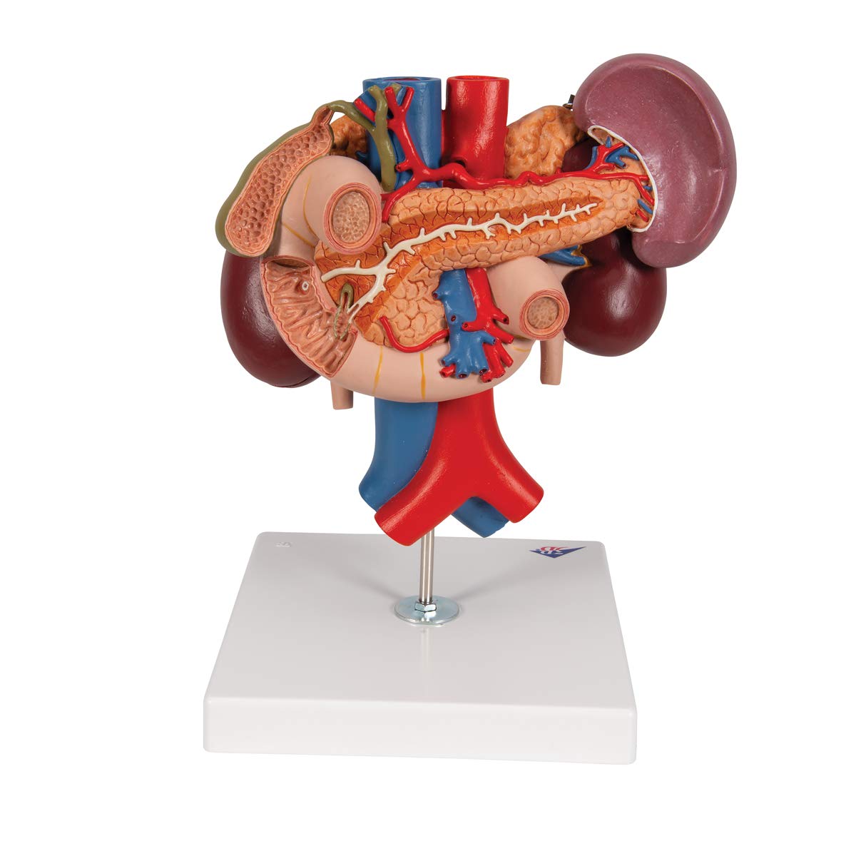 3B Scientific K22/3 Modelo de anatomía humana Riñones Con Órganos Posteriores del Abdomen Superior, de 3 Piezas + App de anatomía gratuita - 3B Smart Anatomy