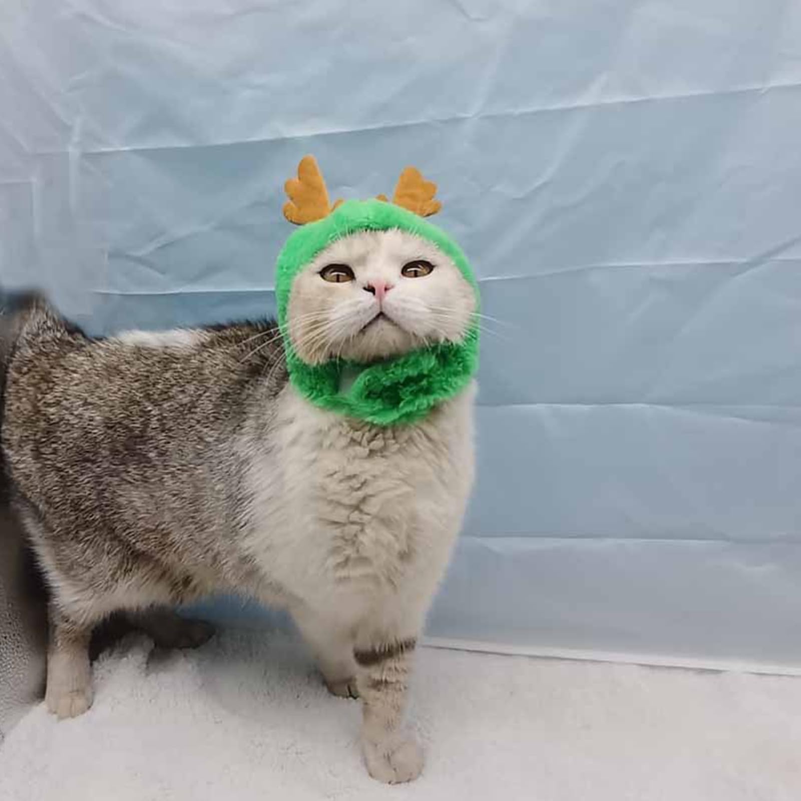 Amazon | YAYAMIYA コスプレ 被り物 犬猫用 龍のかぶりもの 猫 犬 帽子