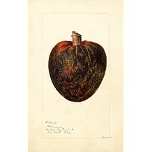 Annona cherimola Poster Print by Deborah Griscom Passmore 24 x 36