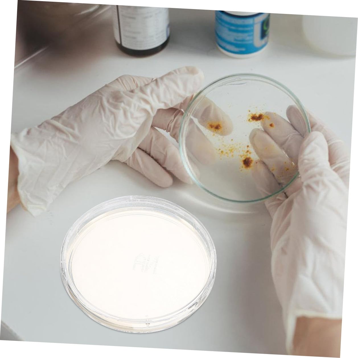 10pcs 6cm Nutrient Agar Petri Dishes for Culture, Laboratory Specimen Storage Plates, Cell Culture Set for Science Experiments and Research