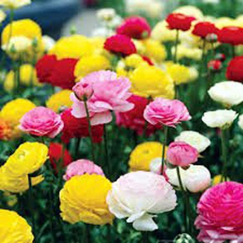 LIVE GREEN flower seeds | Carnation Mix Color Flower Seeds (100 seeds pack) (B09BV787QF) Amazon Price History, Amazon Price Tracker