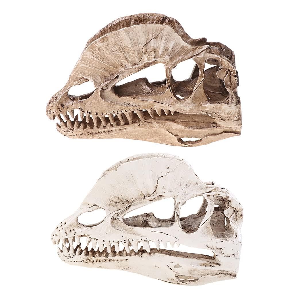 Dilophosaurus Dinosaur Skull Resin Crafts for Skeleton Teaching Model