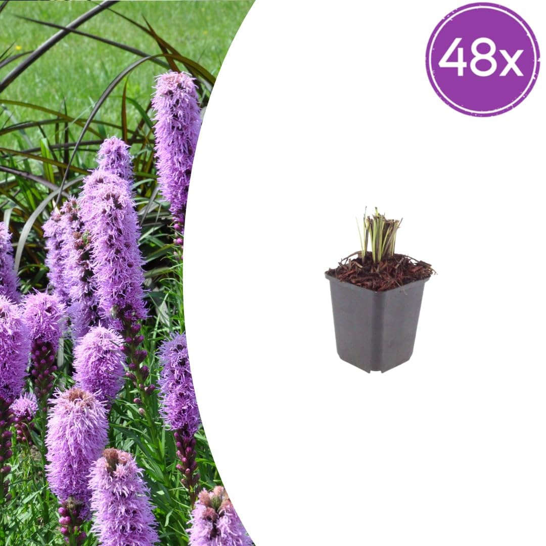 Liatris spicata przepiękna papryka, 24 rośliny, Ø 9 cm, wysokość 10-25 cm | Lato kwitnąca bylina, na grządki, do ogrodu preriowego, do sadzenia przyjaznego dla owadów