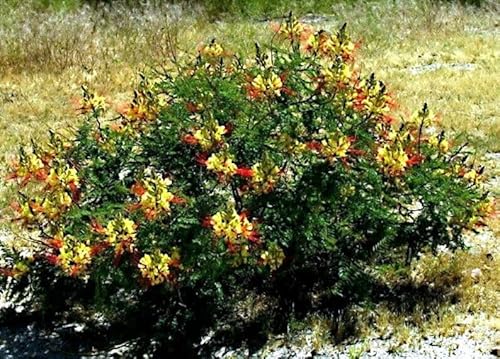 HPGS 5 Seeds - Yellow Mexican Desert Bird of Paradise | Caesalpinia Shrub Flower Tree Seeds