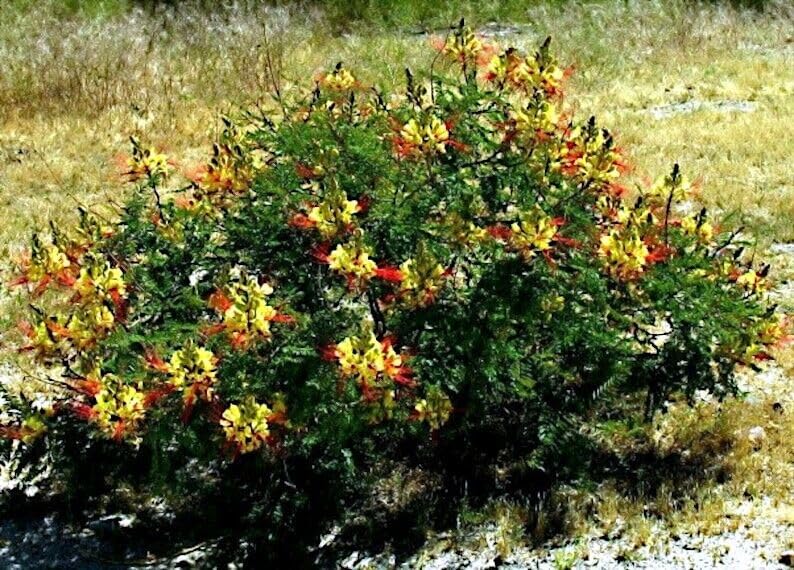 HPGS 5 Seeds - Yellow Mexican Desert Bird of Paradise | Caesalpinia Shrub Flower Tree Seeds