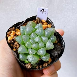 ハオルチア 薄紫オブツーサ（根あり）多肉植物
