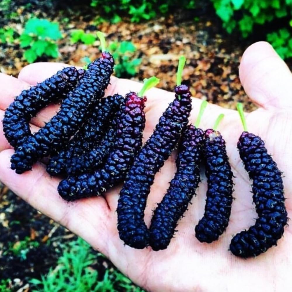 2 Pakistan Mulberry Plants Live for Growing, 6-8 Inch Height, Pakistan Mulberry Fruits Tree, Long Mulberries Tree Home Garden