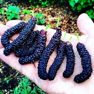 Pack 3 Mulberry Tree Live Plant for Growing 4 to 8 Inch Tall, Dwarf Everbearing Mulberry Bush Live Plant, Mulberry Plant Live Home Garden (Pakistan Mulberry)