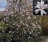 Baumschule Pflanzenvielfalt