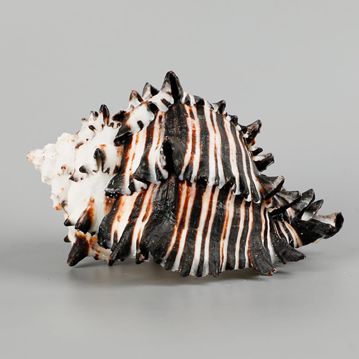 Coquillage, Énorme conque océanique 7~12 Cm, Coquillages rares, Parfaits Le(9~11cm)