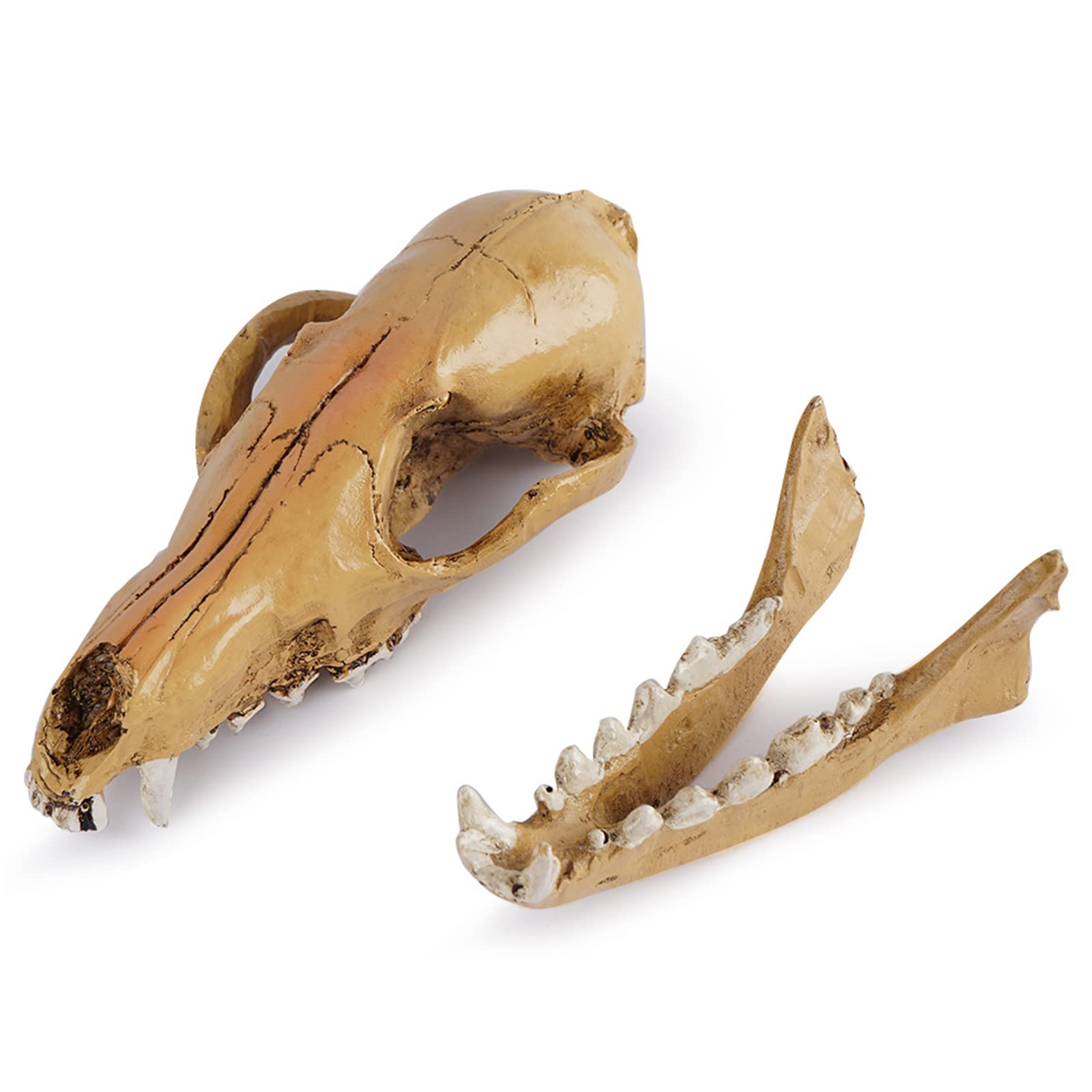 Modelo de calavera de zorro de resina, réplica de cráneo de zorro de zorro salvaje de tamaño natural para accesorios de Halloween, enseñanza de la ciencia